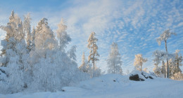 Зимняя нежность / Новогодний лес
