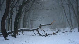 Падение / Зимний туманный лес