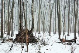 Шалаш ... / Туман в лесу ...