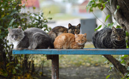 Типичная пятница / Суровые коты с нашего двора