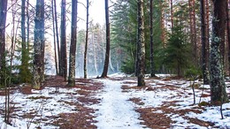 Тропинка в лесу. / Зима, лес, январский туман .