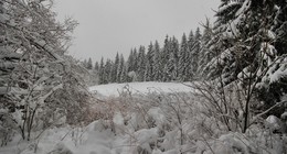 Зимы прекрасные мотивы / Легкий снегопад украсил лесные склоны