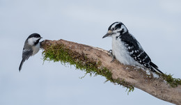 Rivals~конкуренты / сегодня продолжении темы Rivals~конкуренты
Black-capped chickadee Vs. Downy woodpecker
Синица против дятла.
вот вычитал следущее,что по оценке наблюдателей-синицы доминируют над маленькими дятлами,
хотя по моим наблюдениям такого не происходит.Многие посчитают юркую синичку смелой, мне кажется , что у нее наглости больше чем она весит)
Как птицы у кормушки относятся друг к другу по иерархии господства?
Проще говоря, больше - лучше)
Но это не относится к иным житейским проблемам в мире пернатых