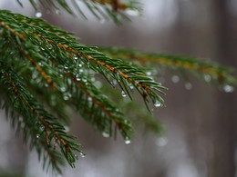 Мокрая пятница / Пятница... Дождь... Лес...