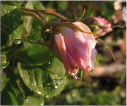 Мокрая пятница / Розовое утро в старом саду.
