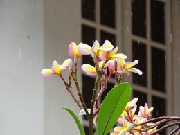 Мокрая пятница / Дождь в Куала-Лампур