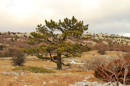 Сосна на Ай-Петри / Сосна на Ай-Петри