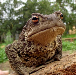 Царевна жаба / жаба пень