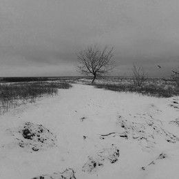 Зимний след / снег поле дерево обрыв река даль