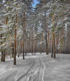 Зима в Сосновом лесу / Подмосковье .