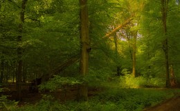 Освещённые солнцем / Этюд. Утренняя прогулка по лесу.