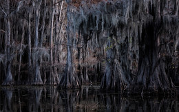 Белая цапля в интерьере / На болотах Луизианы, США