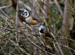 Хохлушки / Хохлатая синица(лат. Lophophanes cristatus, син. Parus cristatus)