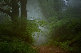 В тумане / Тропинка в лесу