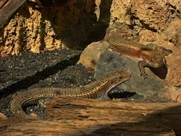 Мастера маскировки / Маскировка