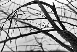 МОЗГИ ( с извилиной ) / рестения