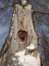 Зимние грибы / Вешенка поселилась на разломе берёзы и росла до самых морозов...