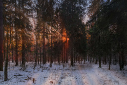 Зимний лес. / ***