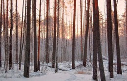 Зимнее солнце за деревьями / Зимнее солнце за деревьями