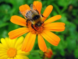 Приятного аппетита! / Календула и шмель.