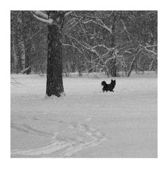 Чёрный пёс, бегущий краем леса ... / Б/к