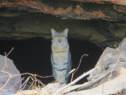 Пещерный кот / Севастополь. Телефонная пристань.