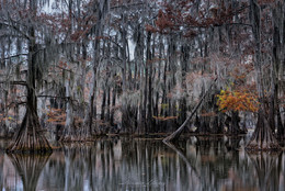 Осенний букет / Американские болота, Техас