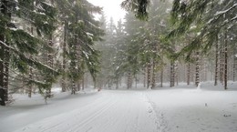 На лыжне легкий туман / Прогулки по заснеженному лесу