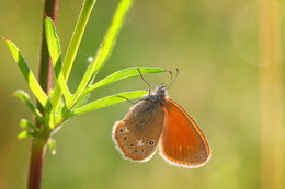 невесомость / Эту бабочку снял недалеко от Твери. Я часто выезжаю в поля и луга, чтобы подышать воздухом и полюбоваться красотой. Часть красоты и настроения уношу с собой в качестве снимков..