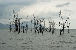 Неведомый лес / Снято на Борнео. Деревья во время прилива заливает водой.