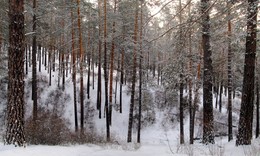 Морозный денек / лес