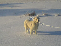 мороз и солнце / Инютино,озеро,снег и собачка