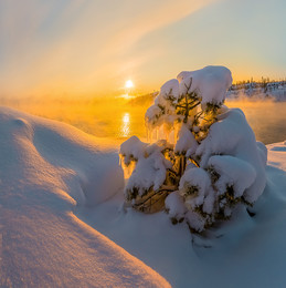 Тёплая зима на Ладоге / Маленькая сосна на фоне рассветного золота. 
Карелия. Ладожское озеро. 23 января, 2018 год.