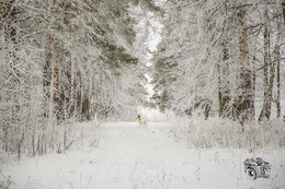 Не первый снег / Снежный денек января, прогулка с собакой по аллее в лесу
