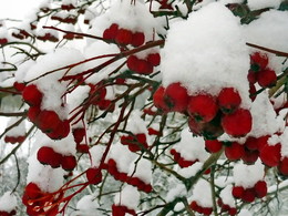 Не первый снег / Рекордный урожай рябины под новой шапкой мнега...
