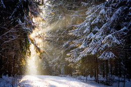 Солнце в зимнем лесу / ...