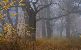 Осень / Туманное утро в дубовой роще