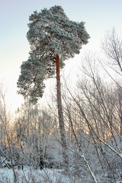 Сосна в инее / Сосна в инее