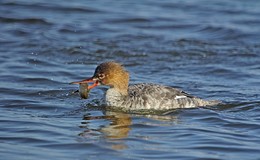 За баранками / Крохаль длинноносый