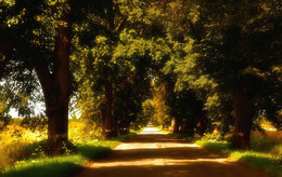 Дорога в Янтарный / Дорога в Янтарный .Калининградская обл.