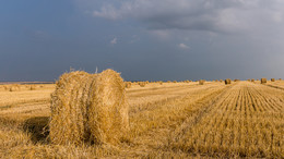 Лето. Июль. / Идет уборка, но мешают дожди.