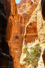 Ущелье: Золотые скалы... / Это ущелье ведёт к скальному храму-мавзолею, «Сокровищнице фараона».