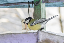 Синица / Городская синица