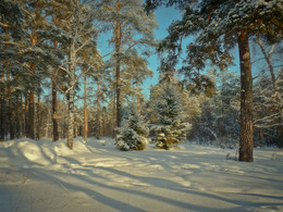 В лесу... / зима!..
