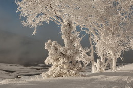 Зимняя сказка. / Изморозь на деревьях в большие морозы в Красноярске.
