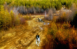 Таежными дорожками... / охотники