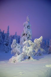 Рожденная в лесу / Зимняя Лапландия