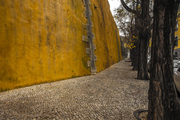 собака у желтой стены / утро, цвет, стена