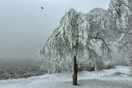 Белое безмолвие / ора Горячая расположенная в Пятигорске, является одним из отрогов горы Машук, высотой чуть более 500 метров. Многие деревья на ее вершине имеют причудливую форму, особенно зимой, когда иней превращает их в загадочных горных духов...