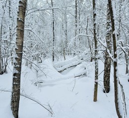 Зимний лес ... / ЗИМА ...